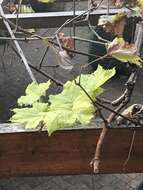 Image of wine grape