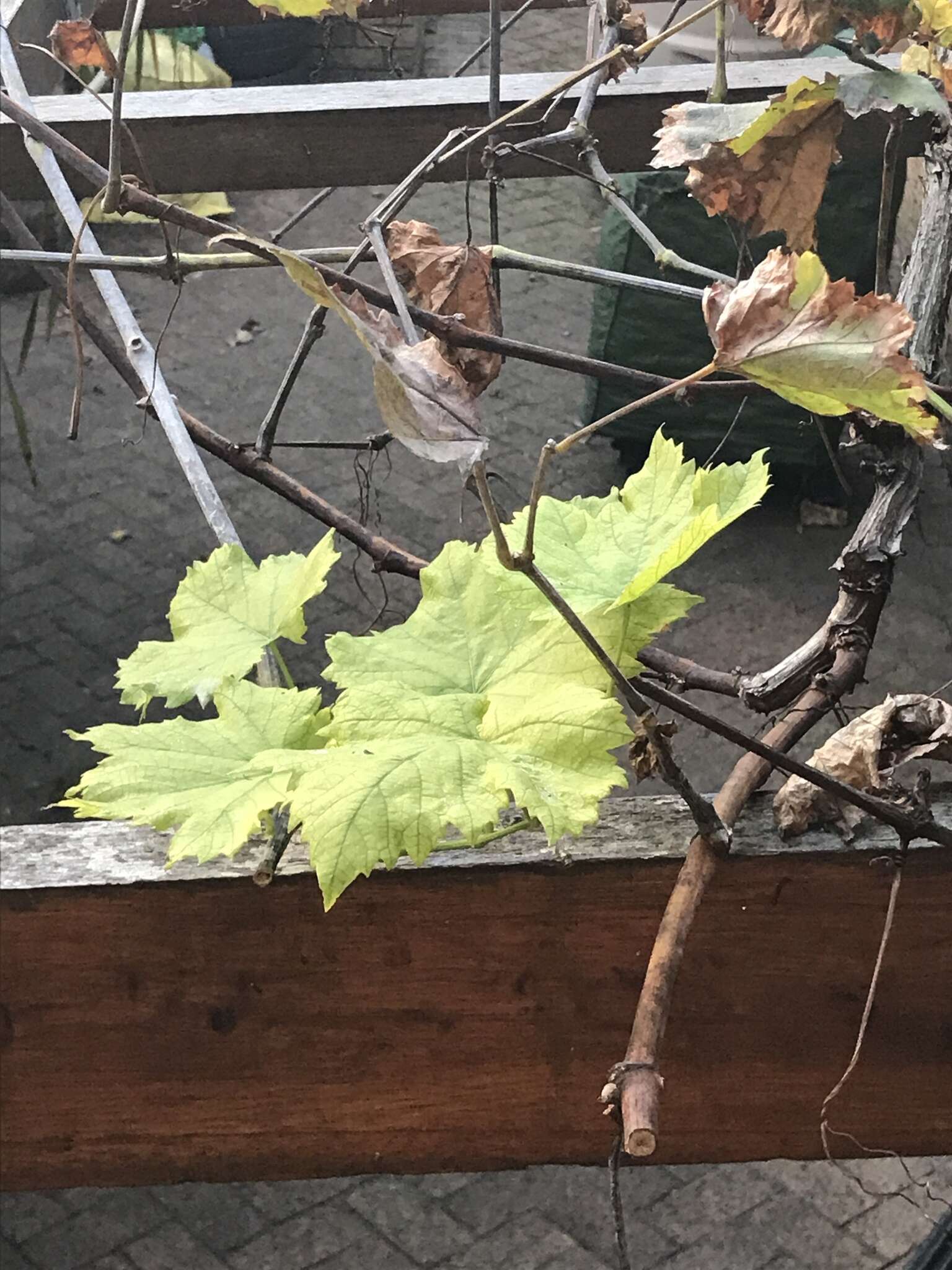Image of wine grape