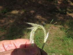 صورة Bothriochloa longipaniculata (Gould) Allred & Gould