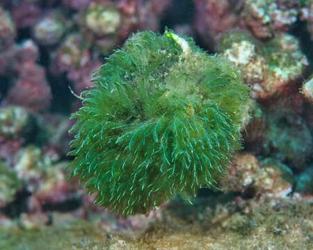 Image of Bryopsis pennata