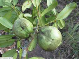 Image of Garcinia verrucosa Jumelle & Perrier