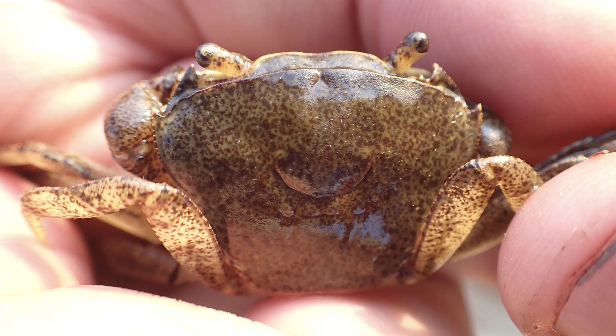 Image of Potamonautes bayonianus (Brito Capello 1864)