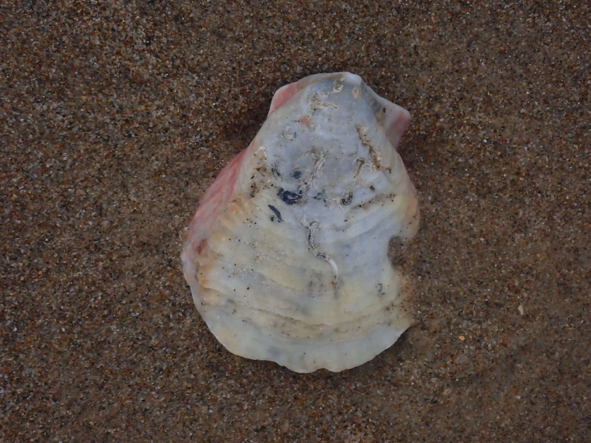 Image of scarlet thorny oyster