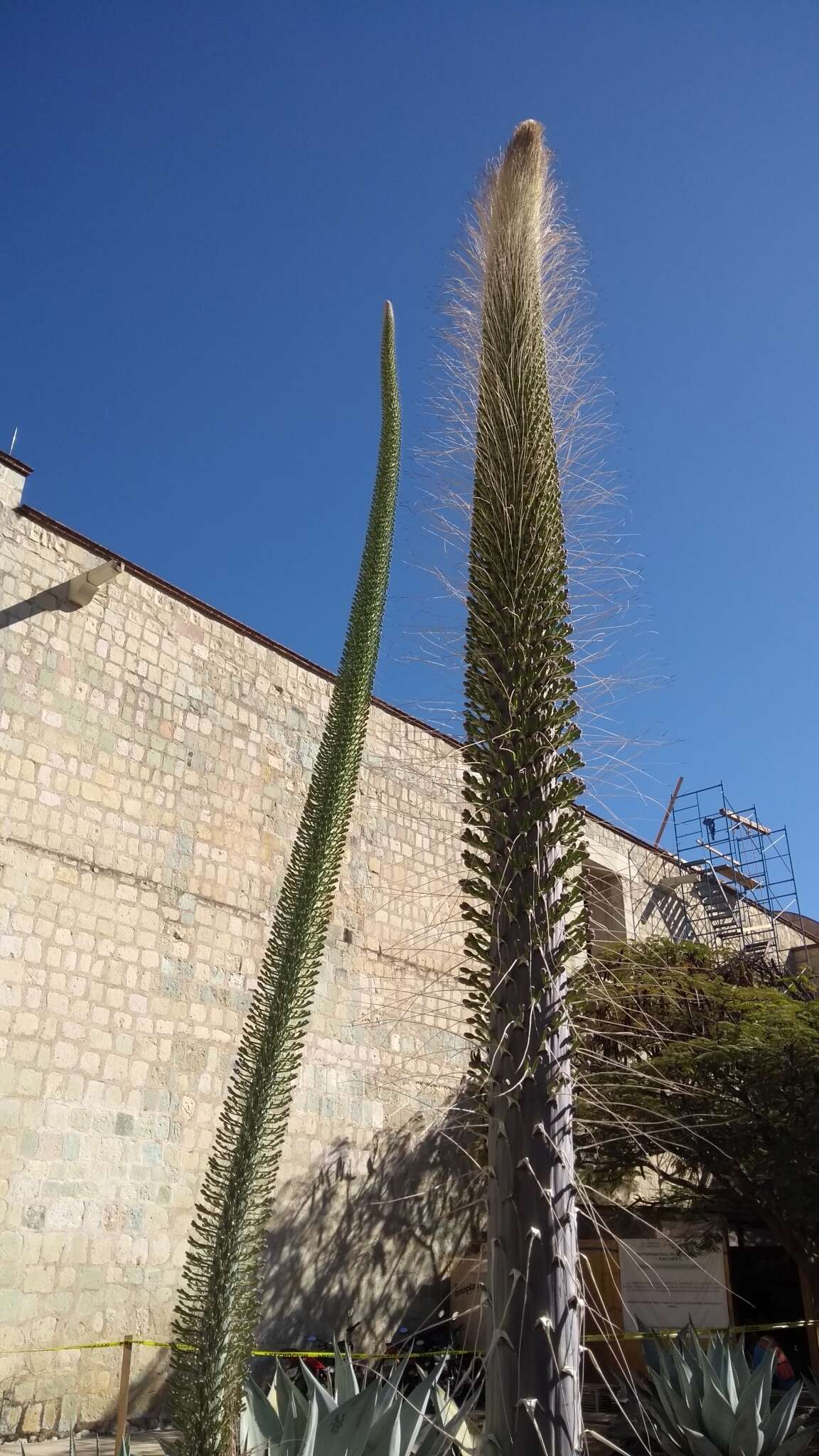 Image of Silvery agave