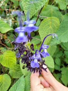 Image of Salvia pichinchensis Benth.