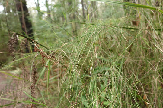 Imagem de Ehrharta juncea (R. Br.) Spreng.