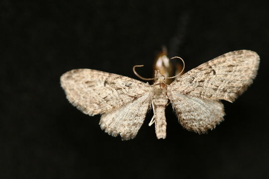 Image of <i>Eupithecia interruptofasciata</i> Packard 1873