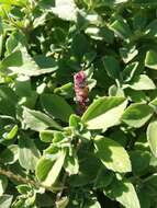 Image de Plectranthus neochilus Schltr.