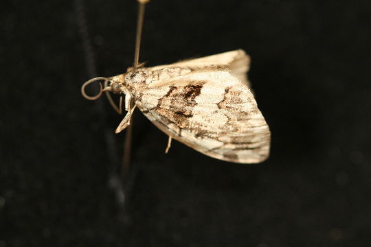 Image of <i>Hydriomena californiata</i> Packard 1871