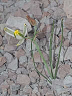 Image of Albuca humilis Baker