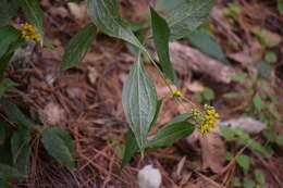 Image of Alloispermum colimense (Mc Vaugh) H. Rob.