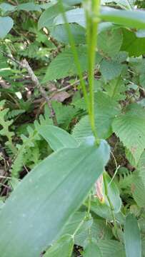 Image of Deer-Tongue Rosette Grass