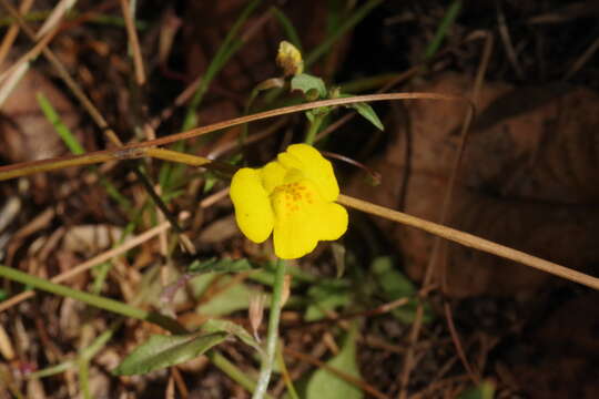 Image of Uvedalia linearis var. lutea (Benth.) W. R. Barker & Beardsley