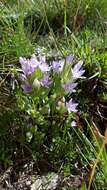 Image of Gentianella ramosa (Hegetschw.) J. Holub