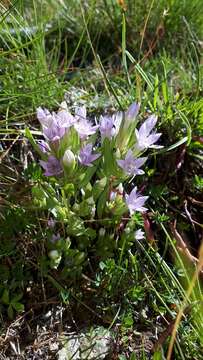 Image of Gentianella ramosa (Hegetschw.) J. Holub