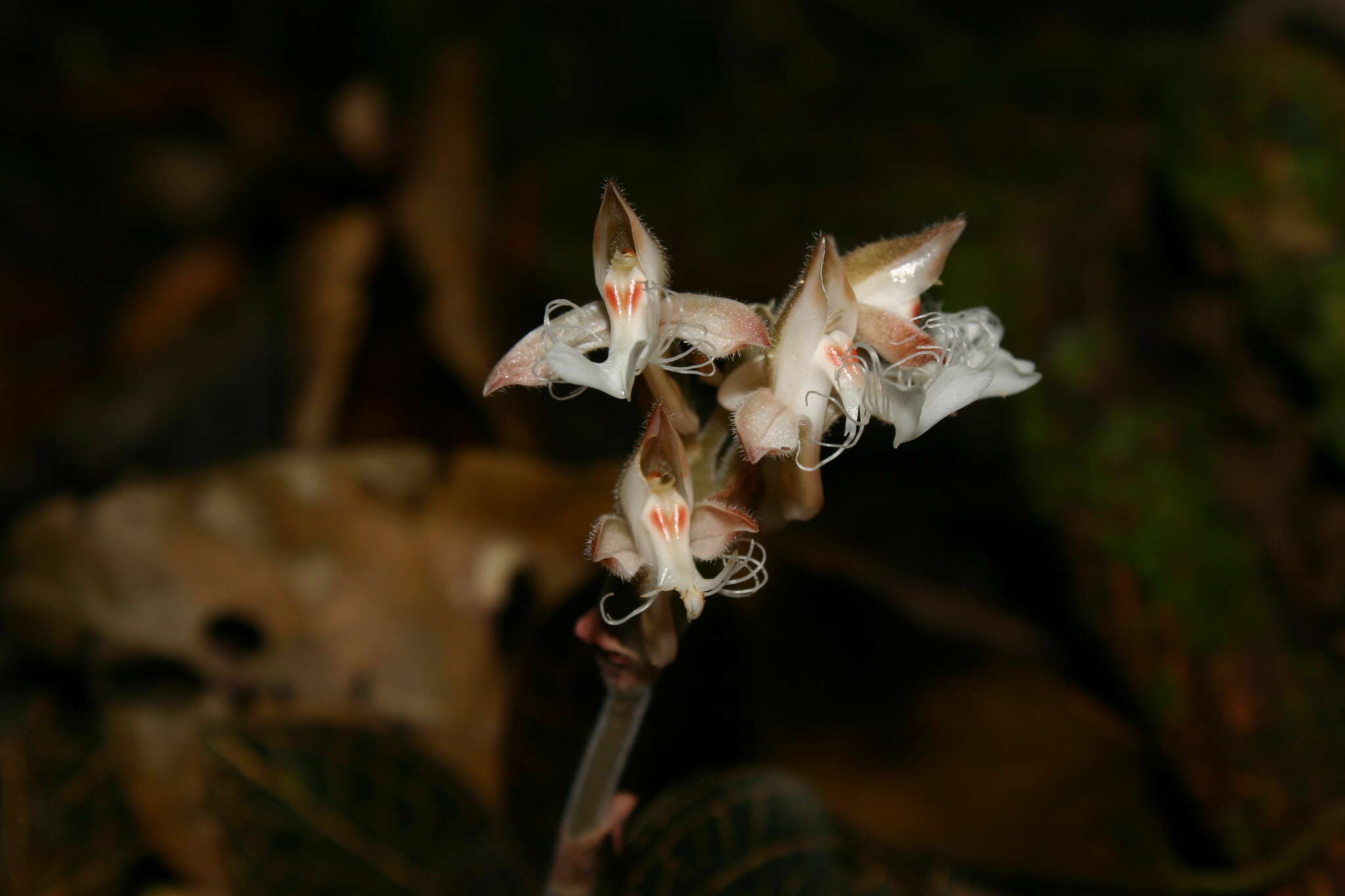 Image of Anoectochilus reinwardtii Blume