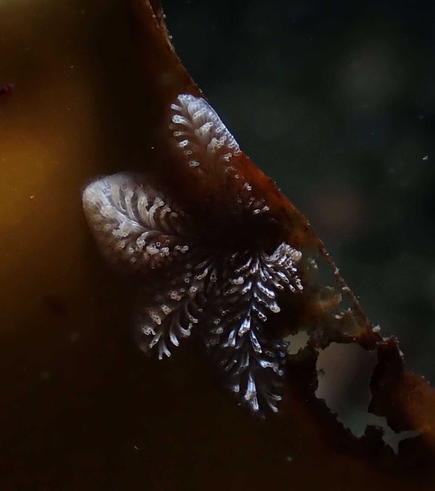 Image of Tubulipora pacifica Robertson 1910