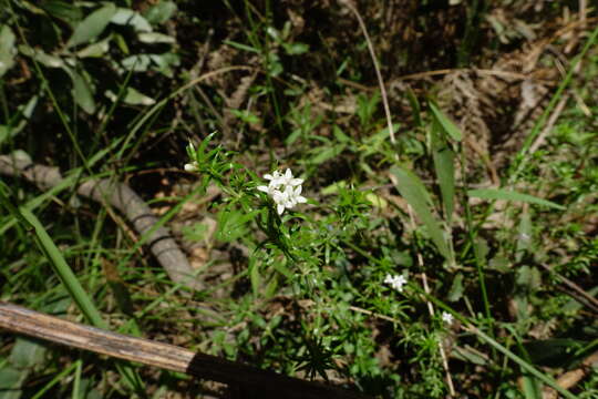 Image of Asperula scoparia subsp. scoparia