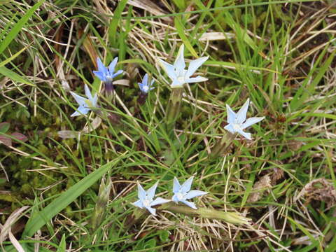 Image of Gentiana sierrae Briq.