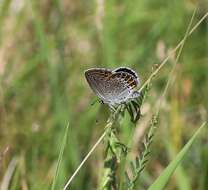 Imagem de Plebejus argyrognomon (Bergsträsser (1779))