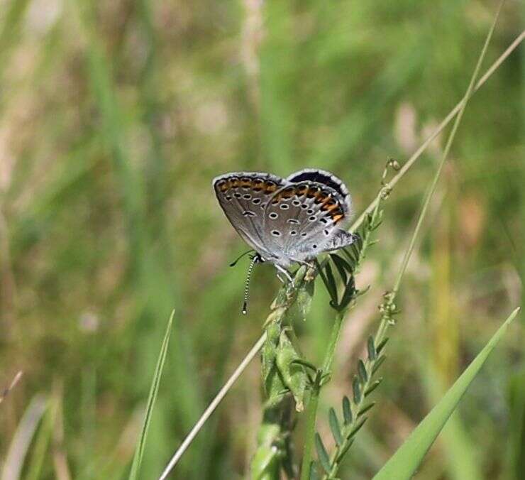 Image of Plebejus argyrognomon (Bergsträsser (1779))