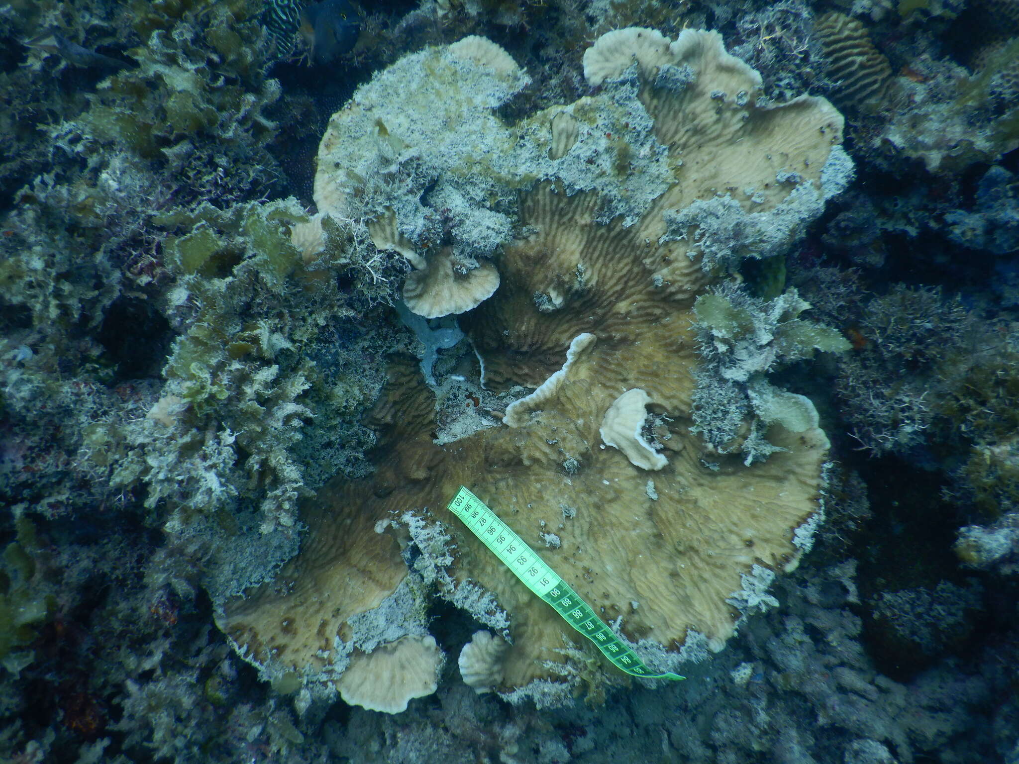 Image of Crispy Crust Coral