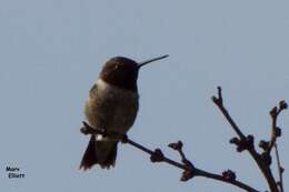 Image of Black-chinned Hummingbird