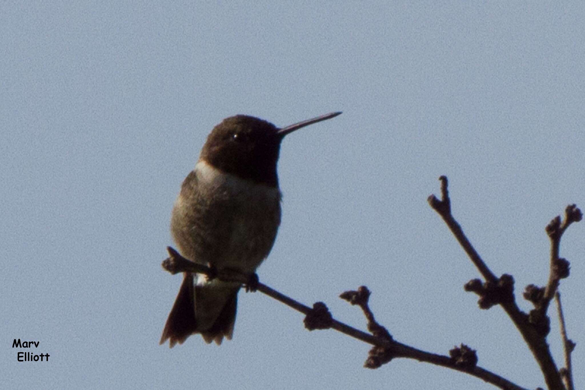 Image of Black-chinned Hummingbird