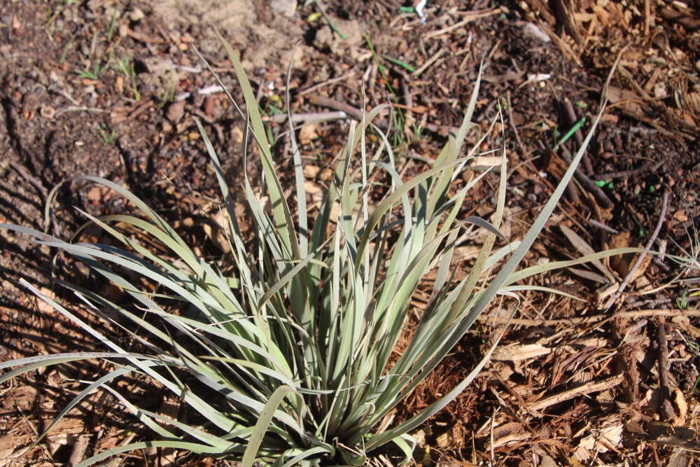 Image of Conostylis candicans Endl.