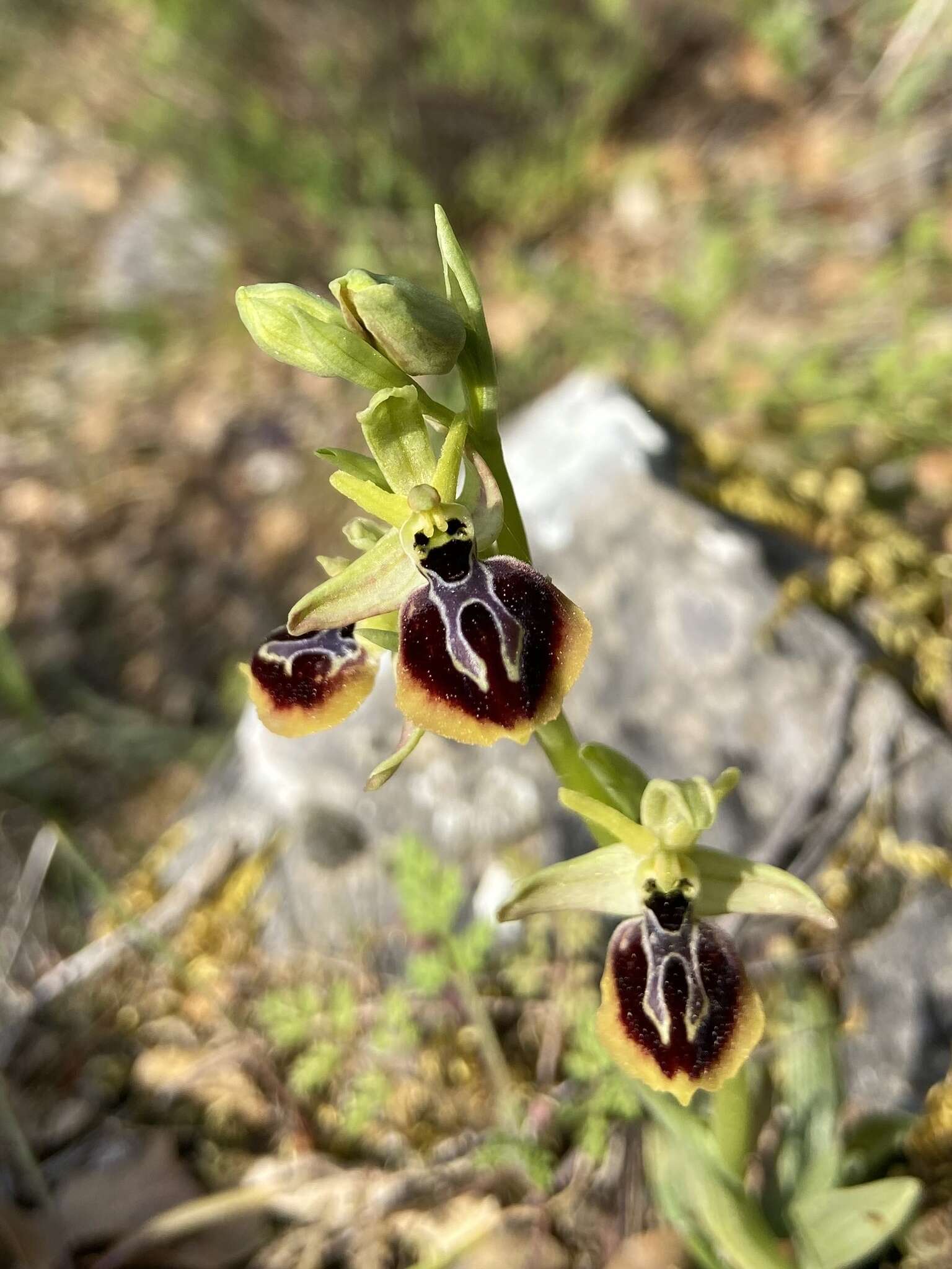 Image of Ophrys sphegodes subsp. aesculapii (Renz) Soó ex J. J. Wood