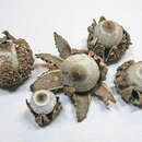 Imagem de Geastrum arenarium Lloyd 1907