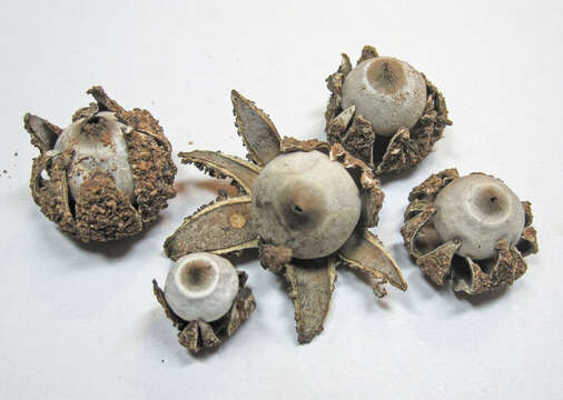 Imagem de Geastrum arenarium Lloyd 1907