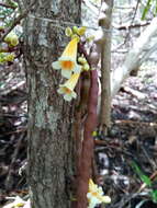 Image de Colea floribunda Boj.