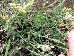 Image of Helichrysum rosum (Berg.) Less.