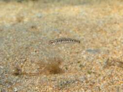 Image of Quagga Goby