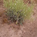 Image of Salvia candidissima Vahl