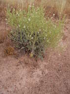 Image of Salvia candidissima Vahl