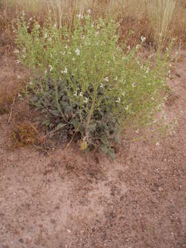 Image of Salvia candidissima Vahl