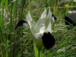 Image of Iris tuberosa L.