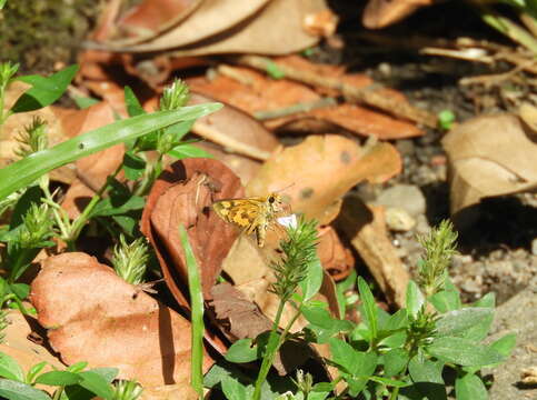 Plancia ëd Taractrocera archias quinta Swinhoe 1913