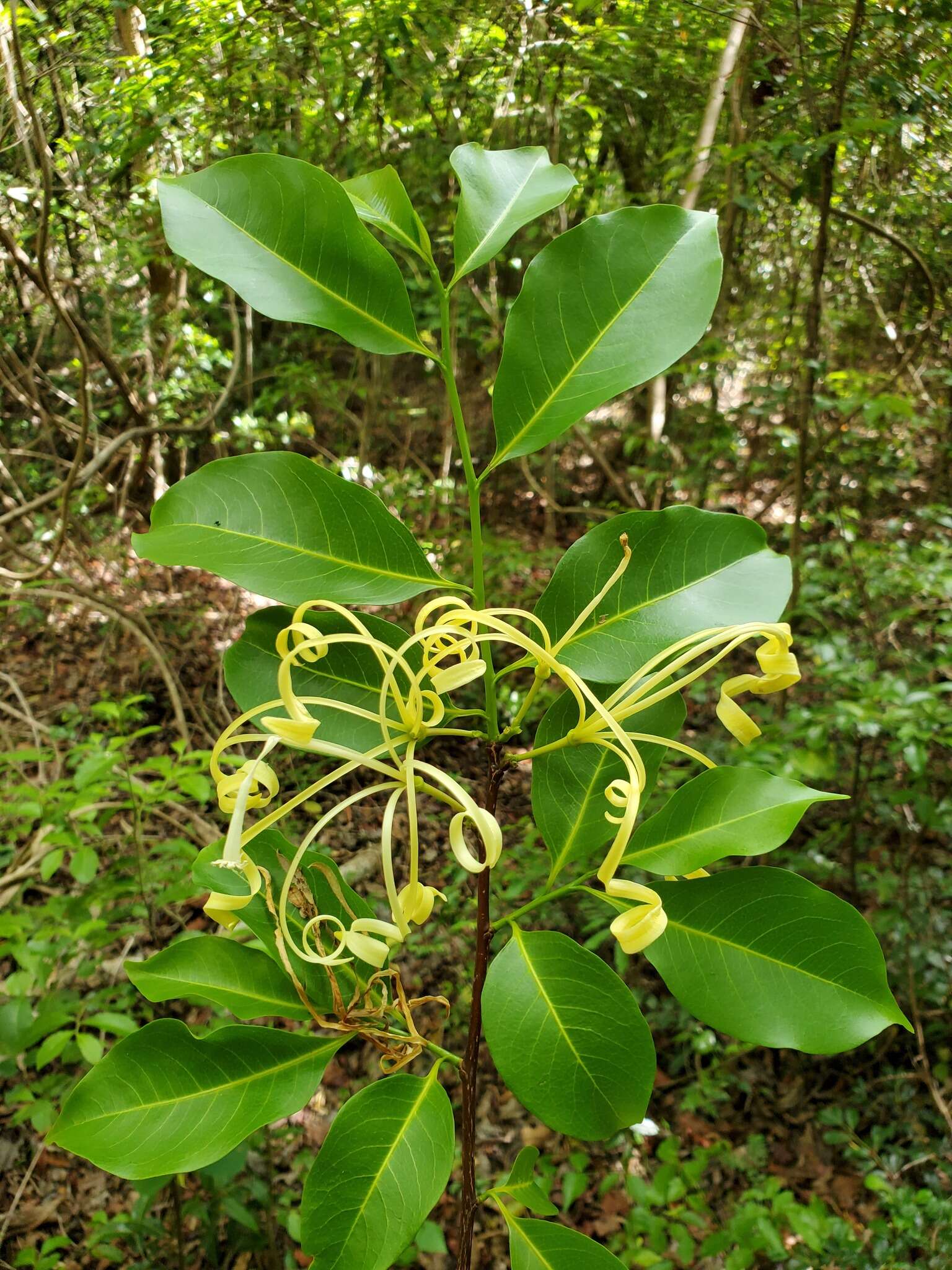 Image of Humbertioturraea malifolia (Baker) M. Cheek