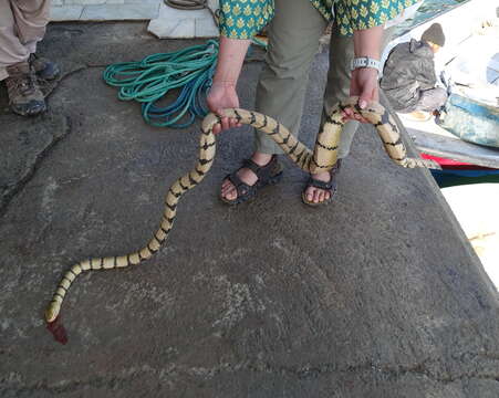 Image of Yellow Sea Snake