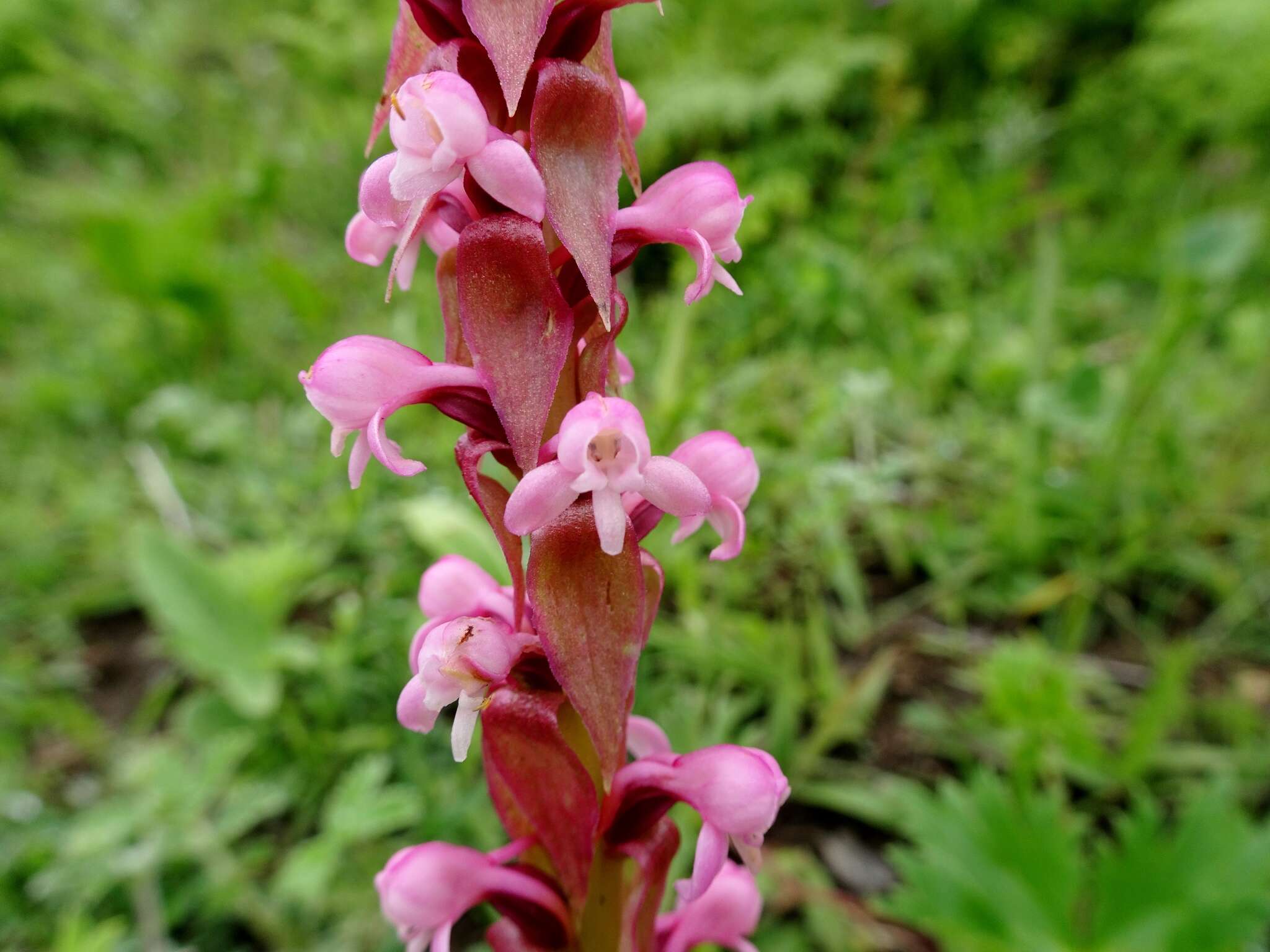 صورة Satyrium nepalense D. Don