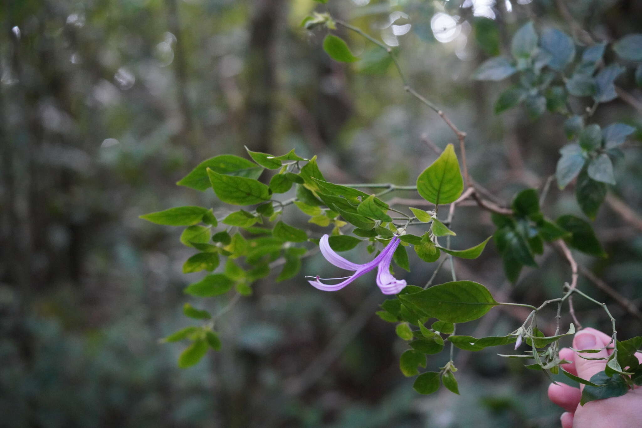 Image of Poikilacanthus macranthus Lindau