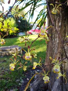 Image of Encyclia alata (Bateman) Schltr.