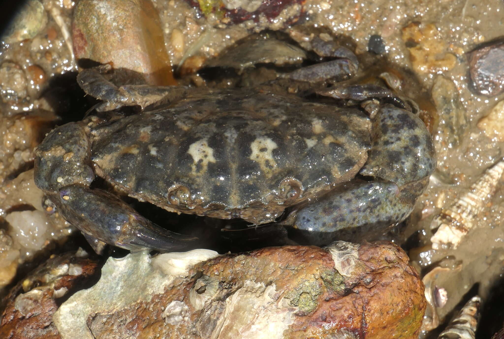 صورة Leptodius affinis (De Haan 1835)