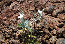 Image of Hawaiian prickly poppy