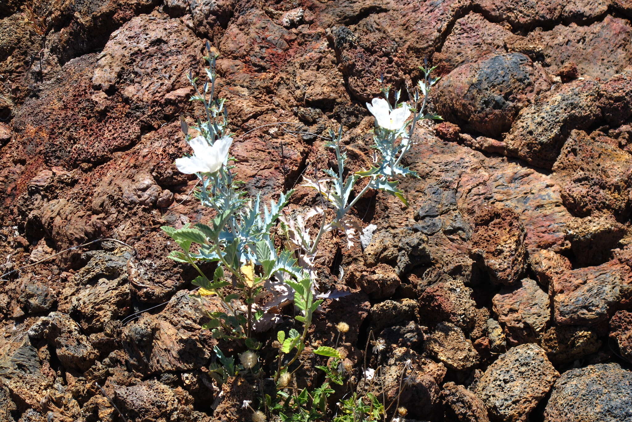 Image of Hawaiian prickly poppy