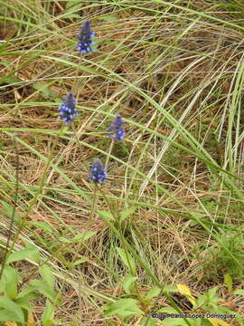 Image de Salvia stachyoides Kunth