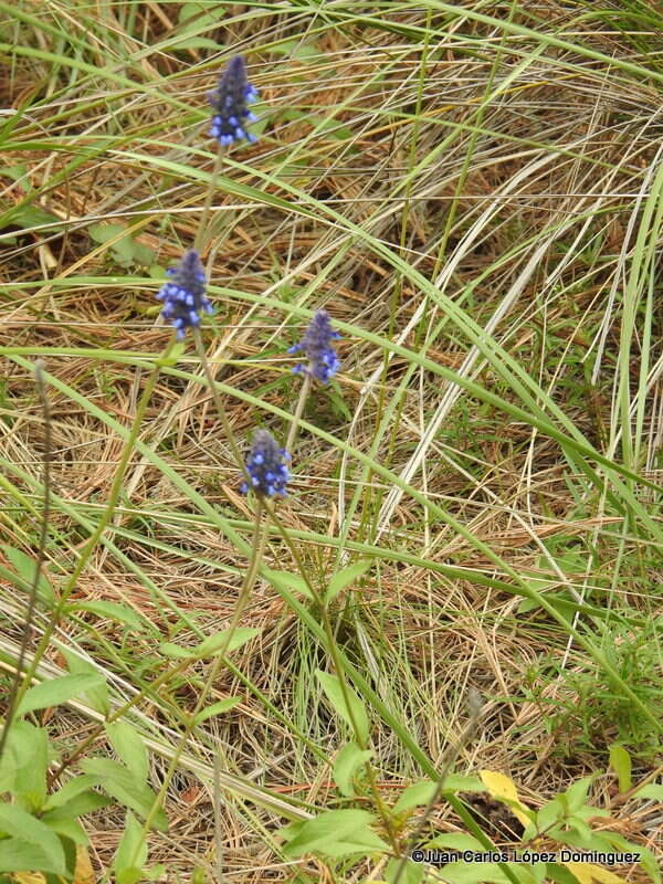 Image de Salvia stachyoides Kunth